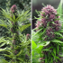 Frisian Dew de Dutch Passion - Semillas de marihuana feminizadas, cogollo morado.