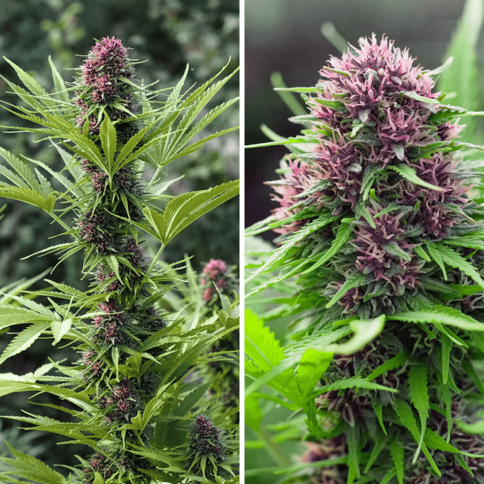 Frisian Dew de Dutch Passion - Semillas de marihuana feminizadas, cogollo morado.