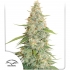 Meringue de Dutch Passion - Semillas feminizadas de marihuana, blister.