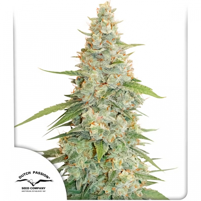 Meringue de Dutch Passion - Semillas feminizadas de marihuana, blister.