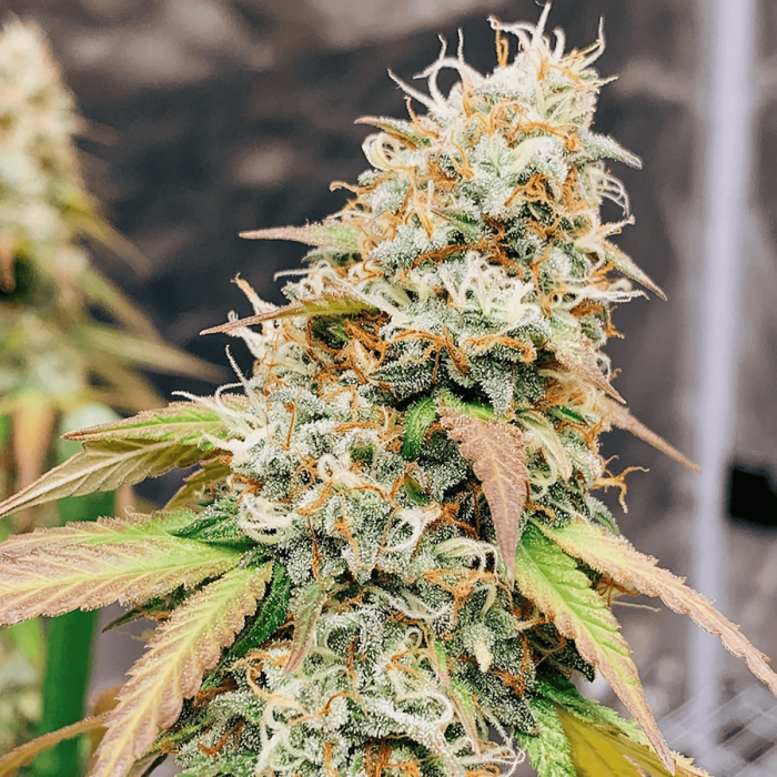 Meringue de Dutch Passion - Semillas feminizadas de marihuana, cogollo resinoso.