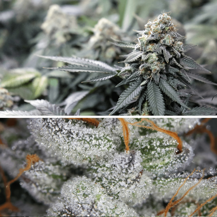 Meringue de Dutch Passion - Semillas feminizadas de marihuana, resina.