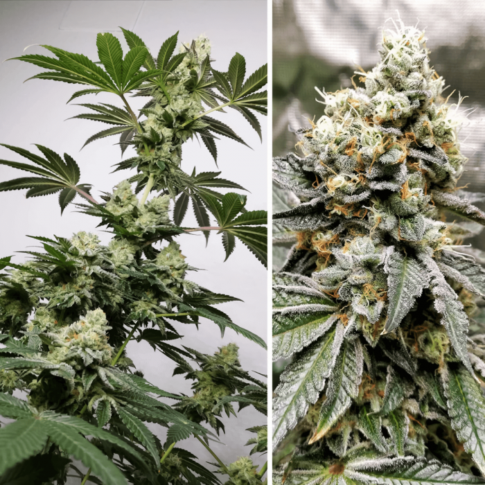 Meringue de Dutch Passion - Semillas feminizadas de marihuana, puntas.