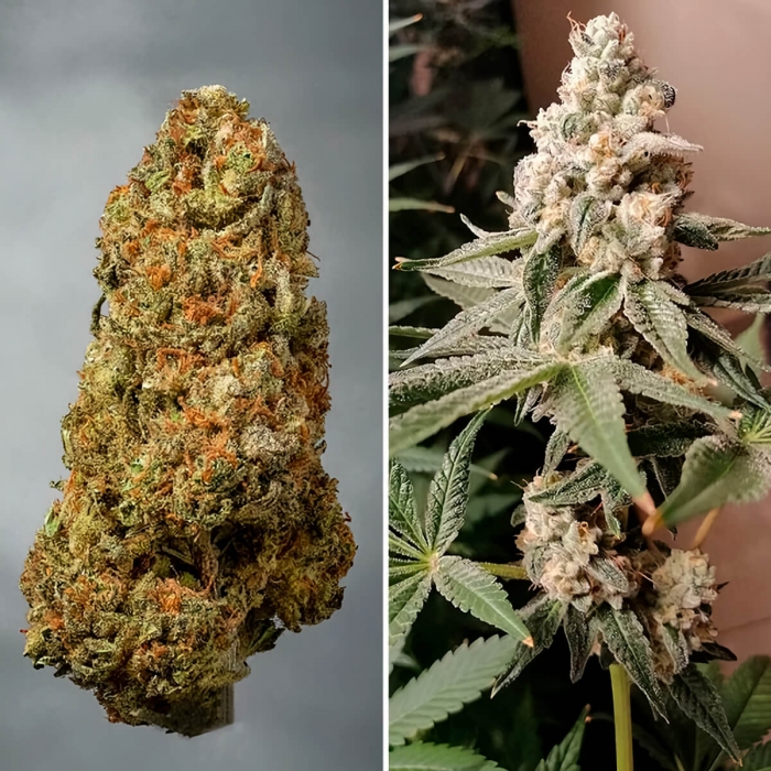 Meringue de Dutch Passion - Semillas feminizadas de marihuana, cogollo pelado.