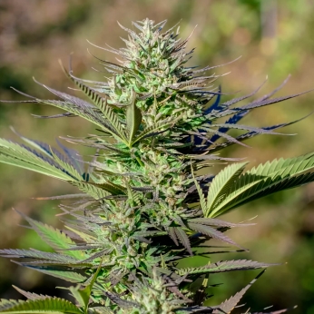 Passion #1 de Dutch Passion - Semillas de marihuana feminizadas, punta principal.