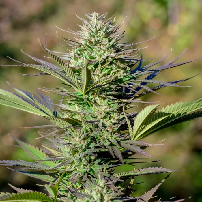 Passion #1 de Dutch Passion - Semillas de marihuana feminizadas, punta principal.