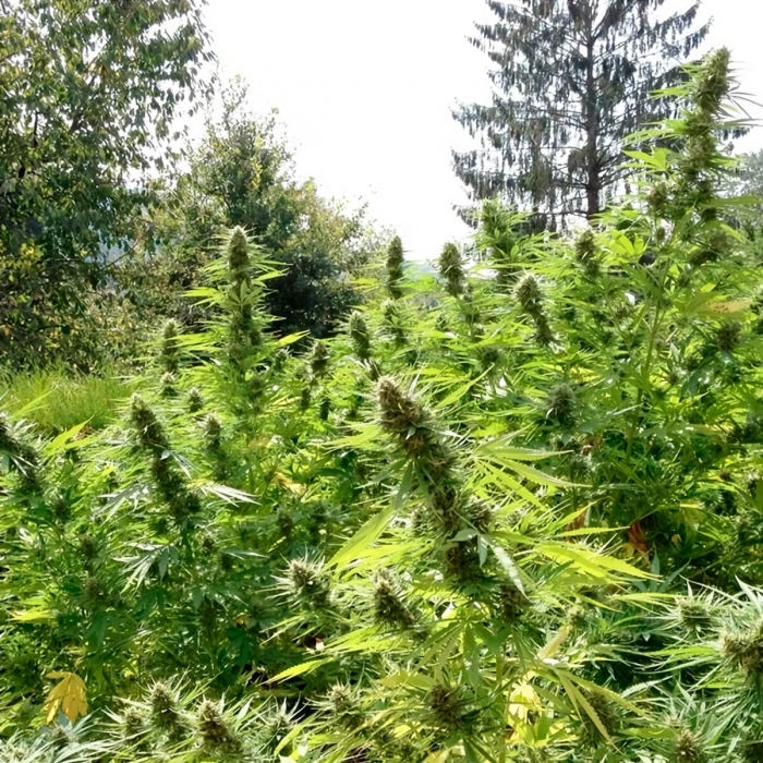 Passion #1 de Dutch Passion - Semillas de marihuana feminizadas, cultivo de exterior.