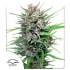 Passion #1 de Dutch Passion - Semillas de marihuana feminizadas, blister.