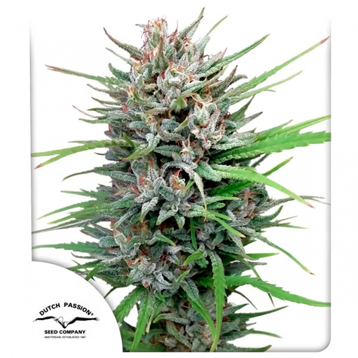 Passion #1 de Dutch Passion - Semillas de marihuana feminizadas, blister.
