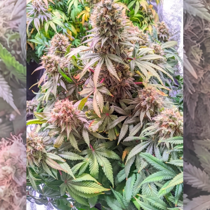 Passion Fruit (Dutch Passion) - Semillas feminizadas de marihuana, planta.