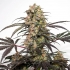 PASSION FRUIT (Dutch Passion Seeds)