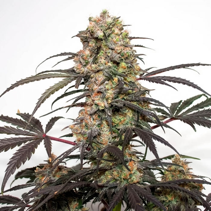 Passion Fruit (Dutch Passion) - Semillas feminizadas de marihuana, morada.