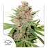 Passion Fruit (Dutch Passion) - Semillas feminizadas de marihuana, blister.