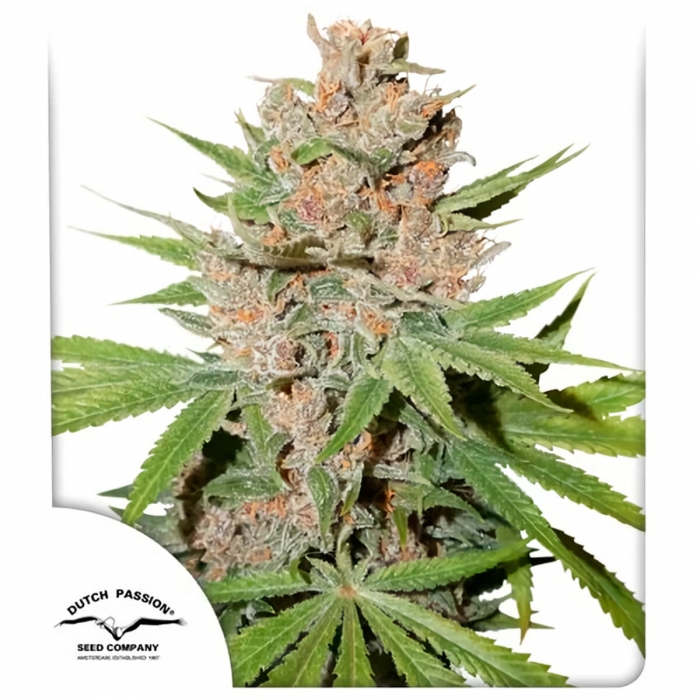 Passion Fruit (Dutch Passion) - Semillas feminizadas de marihuana, blister.