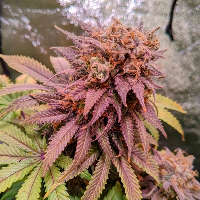 Passion Fruit (Dutch Passion) - Semillas feminizadas de marihuana, cogollo lila.