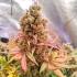 Passion Fruit (Dutch Passion) - Semillas feminizadas de marihuana, punta principal.