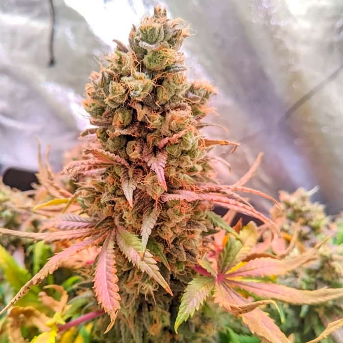 Passion Fruit (Dutch Passion) - Semillas feminizadas de marihuana, punta principal.