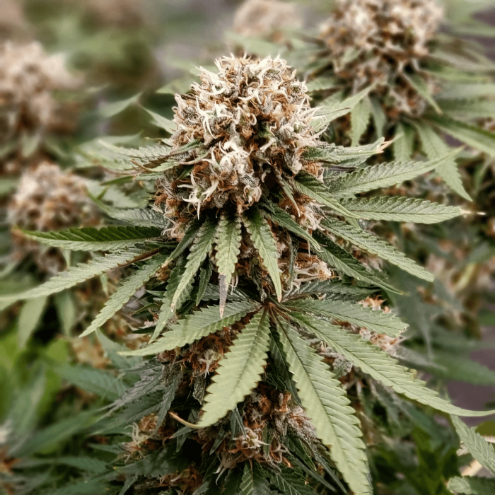 Power Plant de Dutch Passion - Semillas de marihuana feminizadas sativas, cogollos.