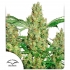 Power Plant de Dutch Passion - Semillas de marihuana feminizadas sativas, blister.