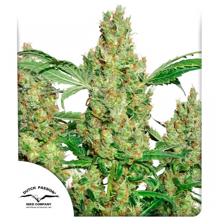 Power Plant de Dutch Passion - Semillas de marihuana feminizadas sativas, blister.