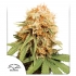 Semillas de marihuana feminizadas White Widow de Dutch Passion Seeds, blister.
