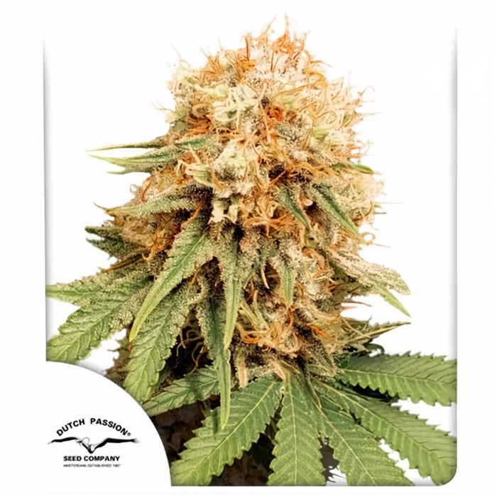 Semillas de marihuana feminizadas White Widow de Dutch Passion Seeds, blister.