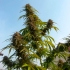 Semillas de marihuana feminizadas White Widow de Dutch Passion Seeds, exterior.