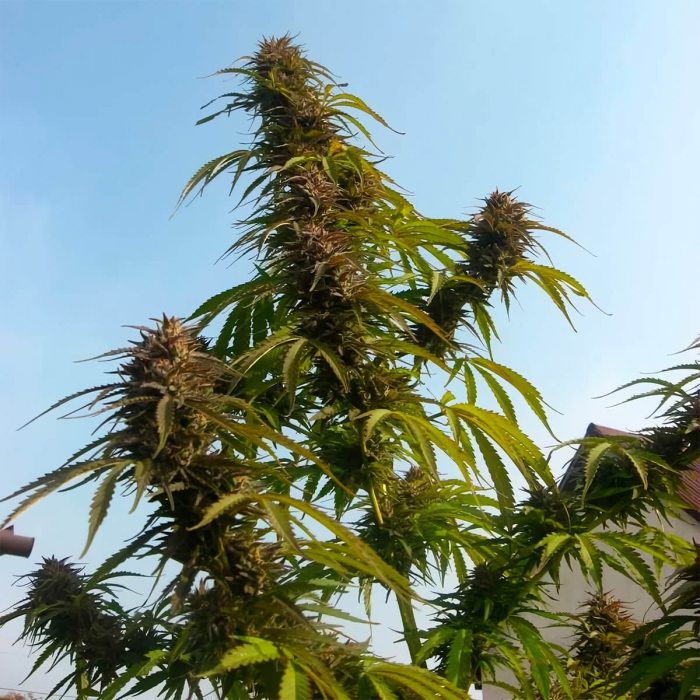 Semillas de marihuana feminizadas White Widow de Dutch Passion Seeds, exterior.