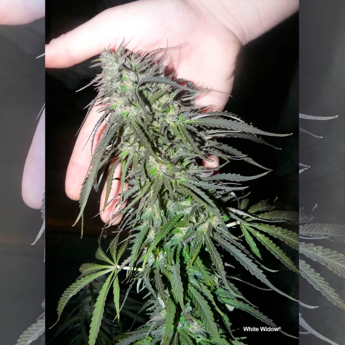 Semillas de marihuana feminizadas White Widow de Dutch Passion Seeds, punta.