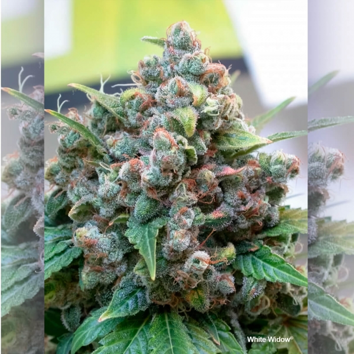 Semillas de marihuana feminizadas White Widow de Dutch Passion Seeds, Cogollo.