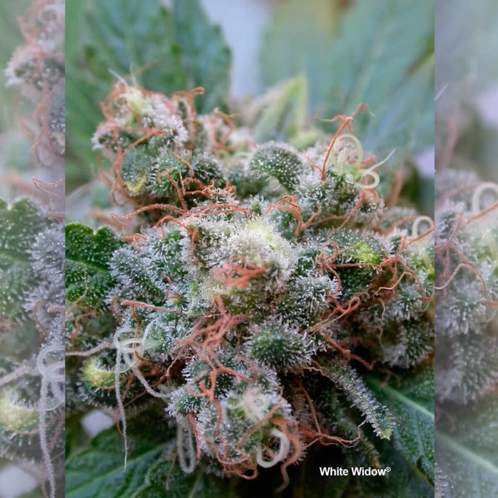Semillas de marihuana feminizadas White Widow de Dutch Passion Seeds, resina.