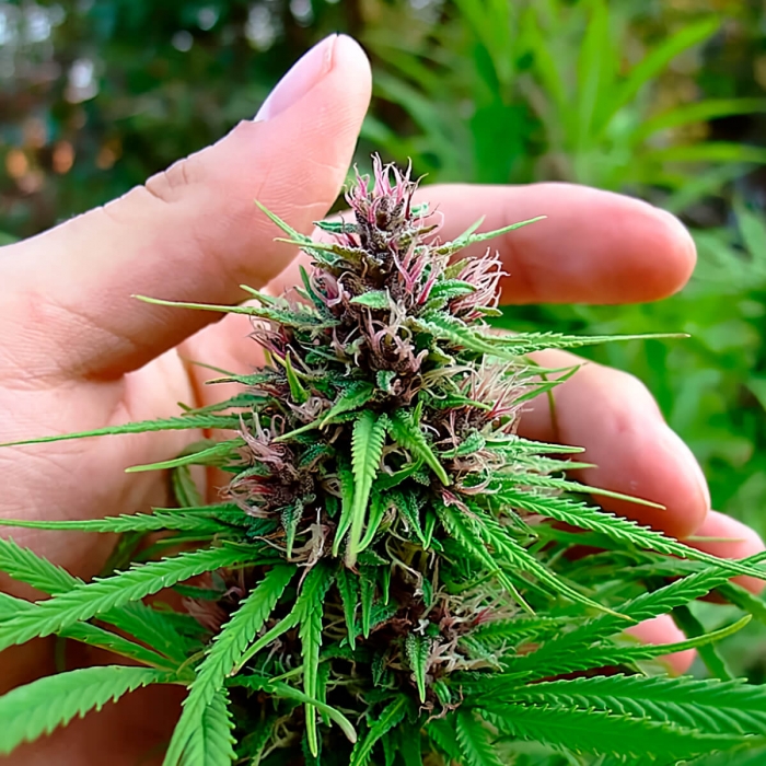 Shaman de Dutch Passion - Semillas de marihuana feminizadas, cogollo morado.