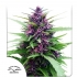 SHAMAN (Dutch Passion Seeds)