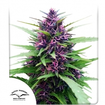 Shaman de Dutch Passion - Semillas de marihuana feminizadas, blister.