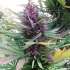 Shaman de Dutch Passion - Semillas de marihuana feminizadas, punta principal.