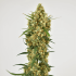 SNOW BUD (Dutch Passion Seeds)