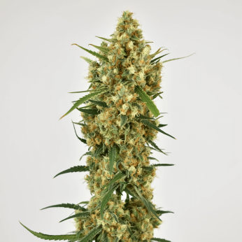 Snow Bud de Dutch Passion - Semillas feminizadas de marihuana, punta principal.