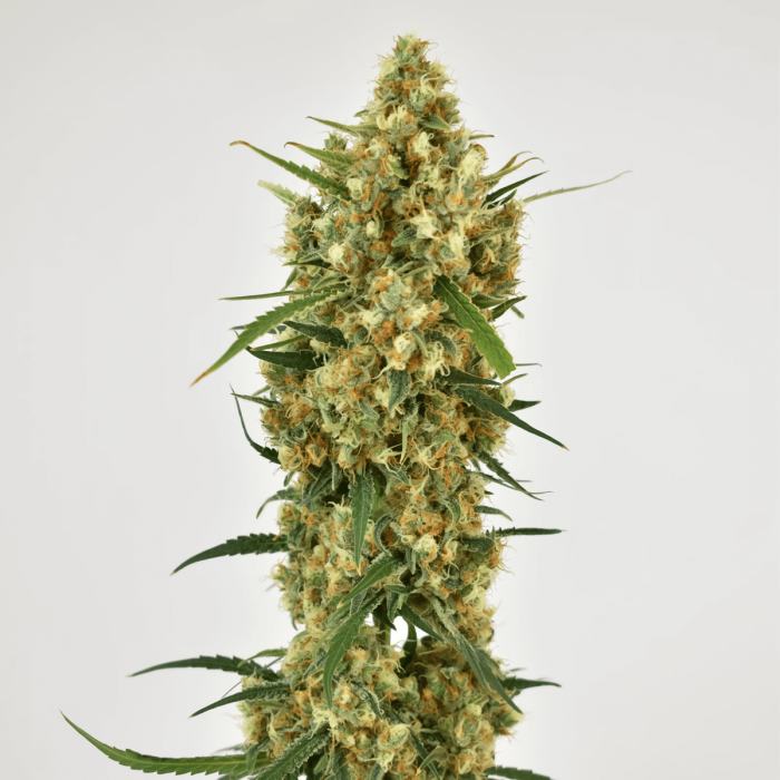 Snow Bud de Dutch Passion - Semillas feminizadas de marihuana, punta principal.