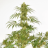 Snow Bud de Dutch Passion - Semillas feminizadas de marihuana, planta.