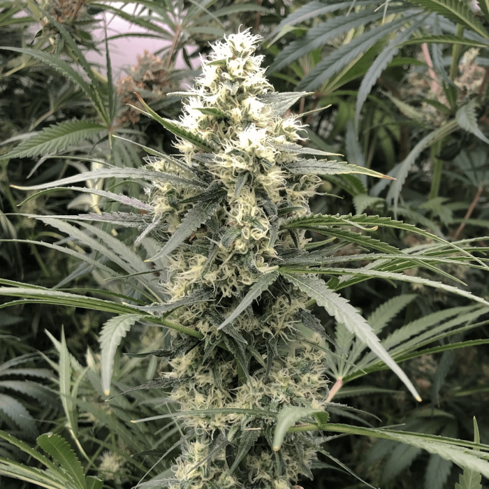 Snow Bud de Dutch Passion - Semillas feminizadas de marihuana, cogollo.