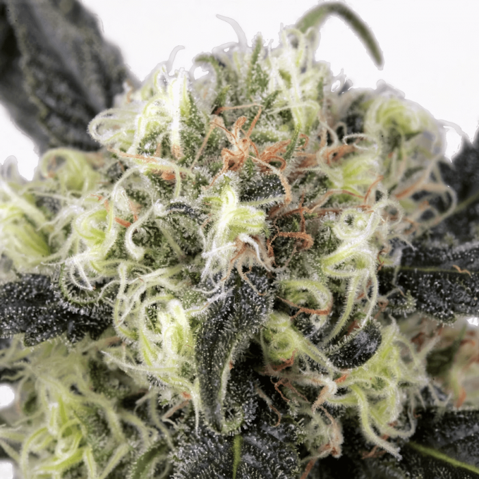 Snow Bud de Dutch Passion - Semillas feminizadas de marihuana, resina.