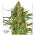 Snow Bud de Dutch Passion - Semillas feminizadas de marihuana, blister.
