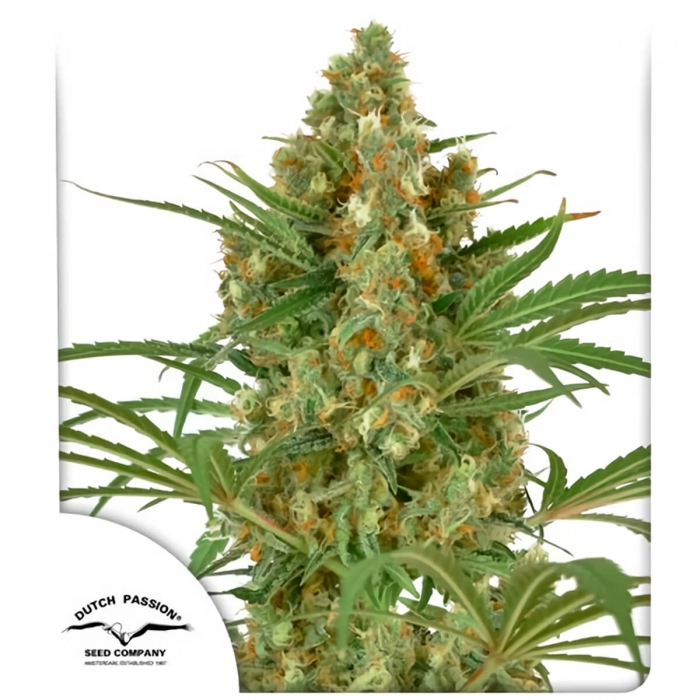 Snow Bud de Dutch Passion - Semillas feminizadas de marihuana, blister.