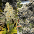 Sugar Bomb Punch Dutch Passion - Semillas de marihuana feminizadas, cogollos.