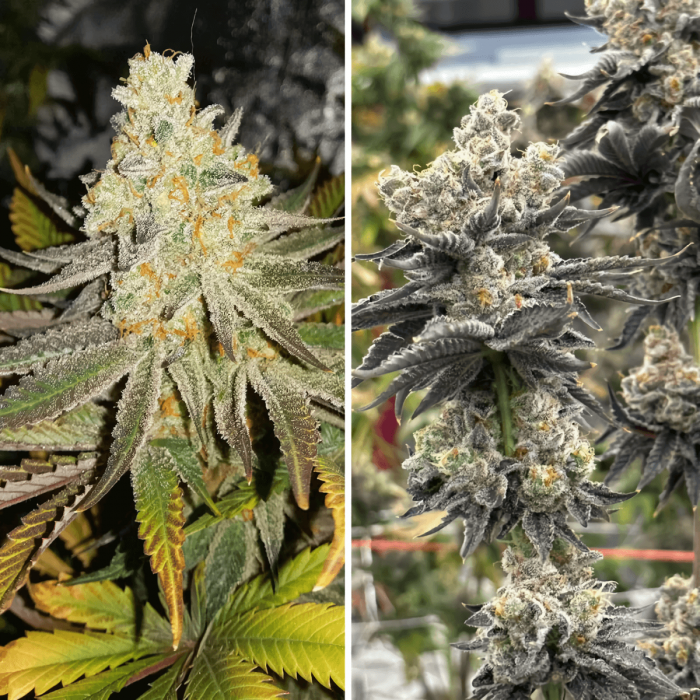 Sugar Bomb Punch Dutch Passion - Semillas de marihuana feminizadas, cogollos.