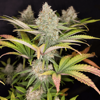 Sugar Bomb Punch Dutch Passion - Semillas de marihuana feminizadas.