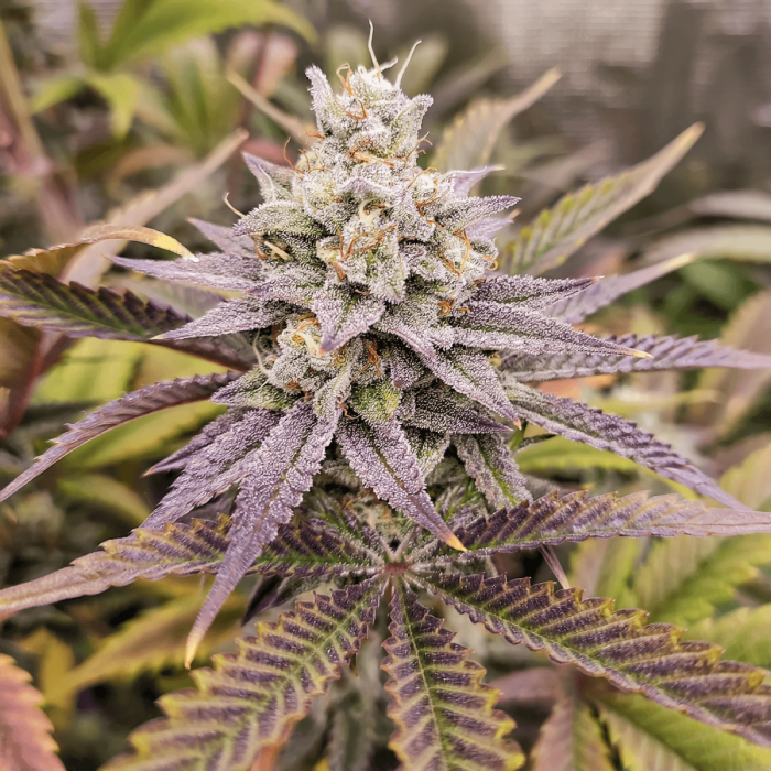Sugar Bomb Punch Dutch Passion - Semillas de marihuana feminizadas, cogollo morado.
