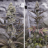 Sugar Bomb Punch Dutch Passion - Semillas de marihuana feminizadas, puntas.