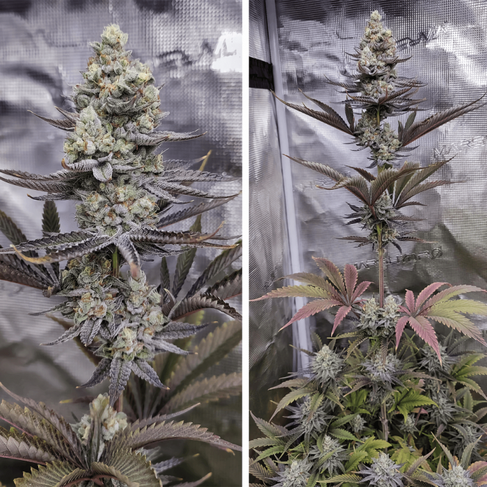 Sugar Bomb Punch Dutch Passion - Semillas de marihuana feminizadas, puntas.