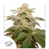Sugar Bomb Punch Dutch Passion - Semillas de marihuana feminizadas, blister.